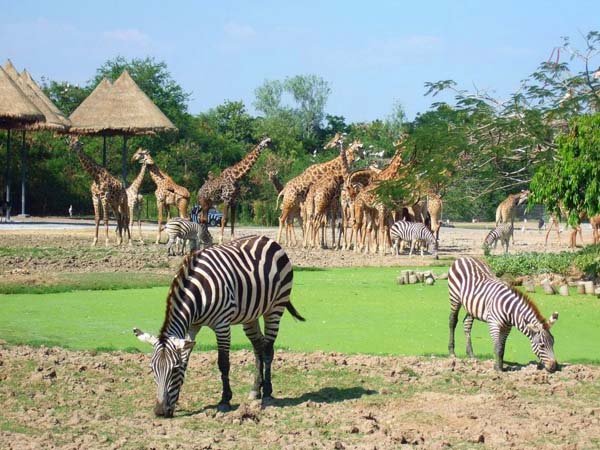 kham-pha-cong-vien-safari-world-thai-lan